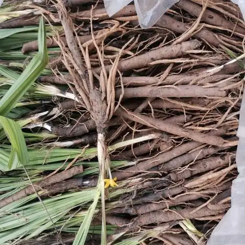 内廷上用草药野生仙茅250g中药材独脚仙茅先茅独矛高原农家地产 250鲜