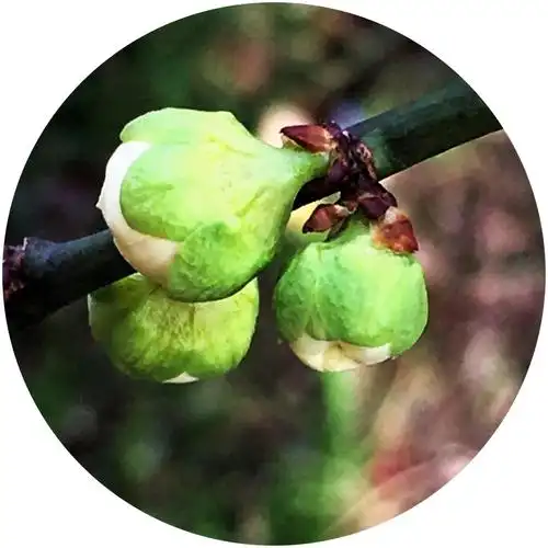 我的手机微距拍摄之《梅花》