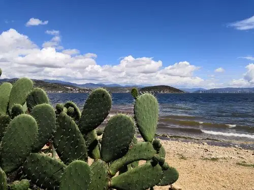 仙人掌洱海海滩!