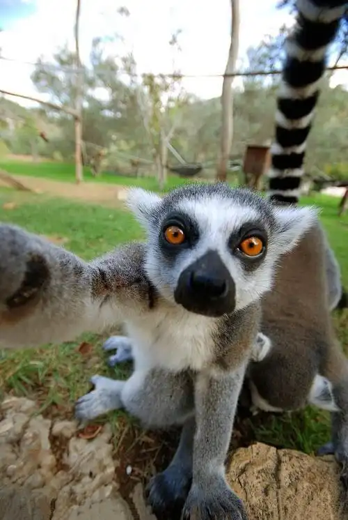 耶路撒冷圣经动物园的狐猴特别调皮,特别爱抢游客的相机.