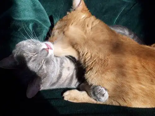 亲爱的咪.让我亲亲你