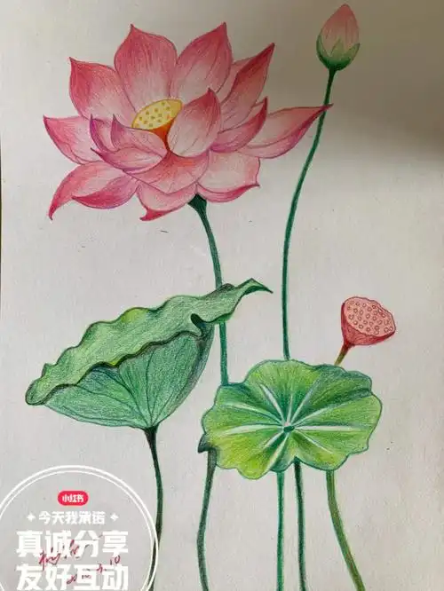 彩铅花卉系列荷花