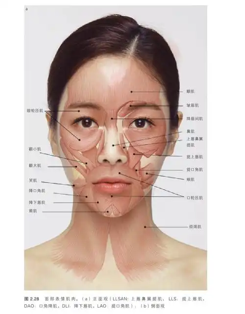 亚洲人肉毒毒素注射徐丘一韩国肉毒毒素皱纹面部轮廓塑造整容技巧