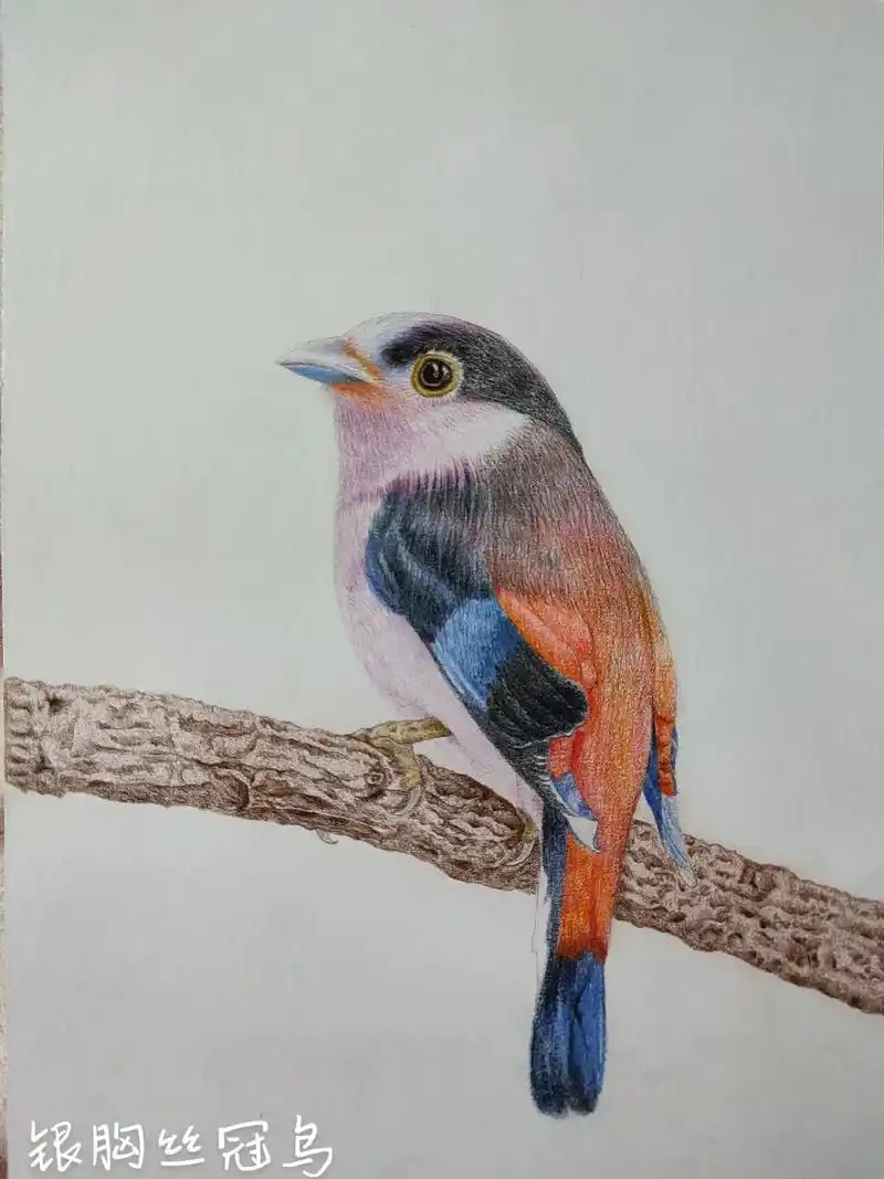 我负责画,你负责欣赏.#创作灵感 #彩铅花鸟 #临摹素材 # - 抖音