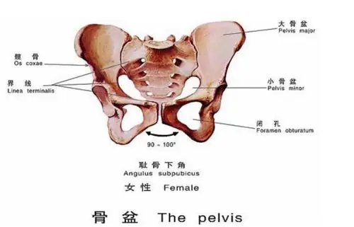 瑜伽中必须要了解的骨盆结构