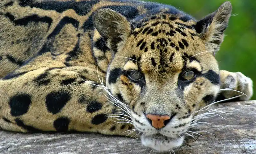 clouded leopard photography