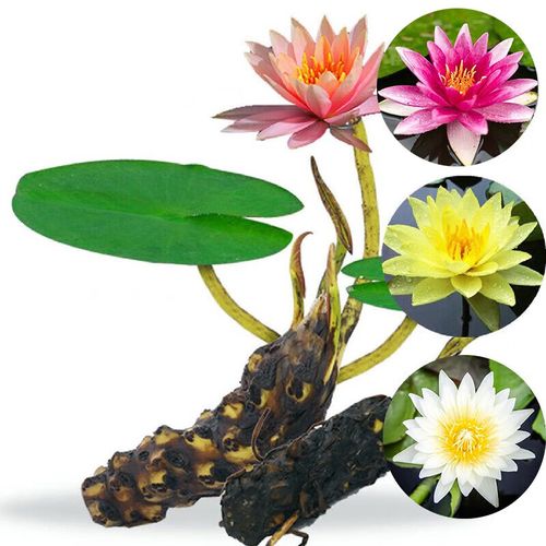 池塘水池大缸养殖水培盆栽花卉睡莲花苗根块根茎 睡莲根块1个(白色花)