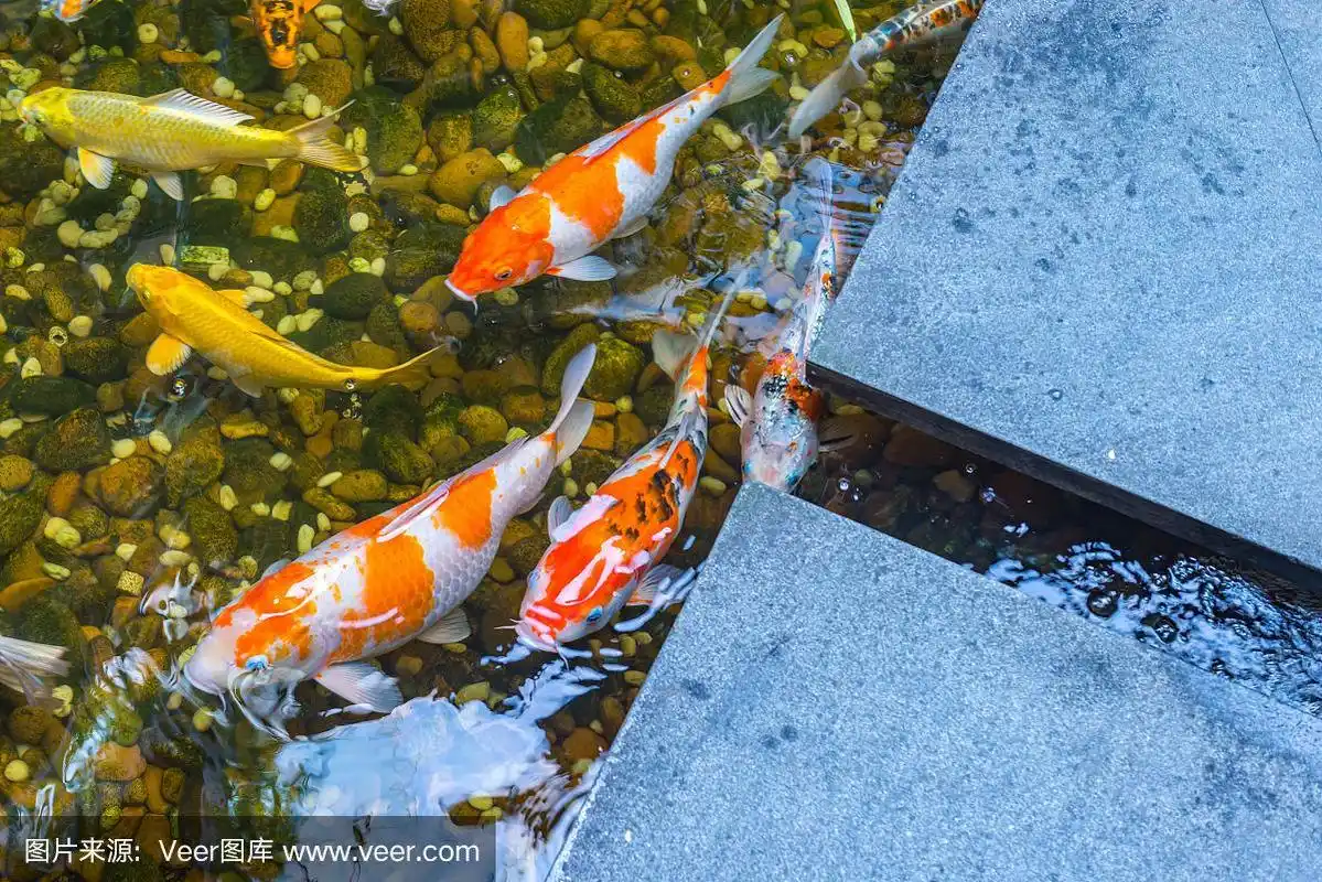锦鲤在美丽的日式园林池塘中畅游