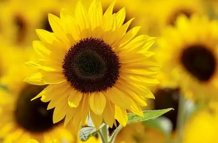 心情好的唯美短句有哪些