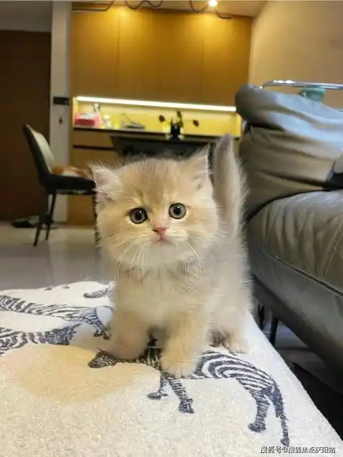 南京买英短蓝金猫首页网站(南京雨花台区)哪里可以买到品相好的英短