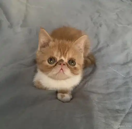 加菲猫加菲猫 - 张家口宠物网