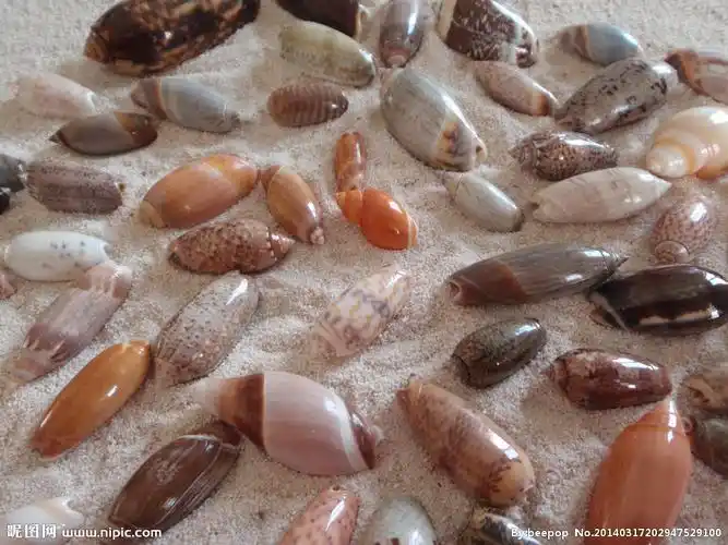 p>贝壳(bèi ké)是生活在水边软体动物的外套壳,由软体动物的一种