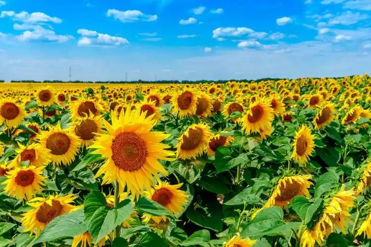 向日葵蓝天风光图片素材下载(图片id:913580)_-花草树木-图片素材_ 集