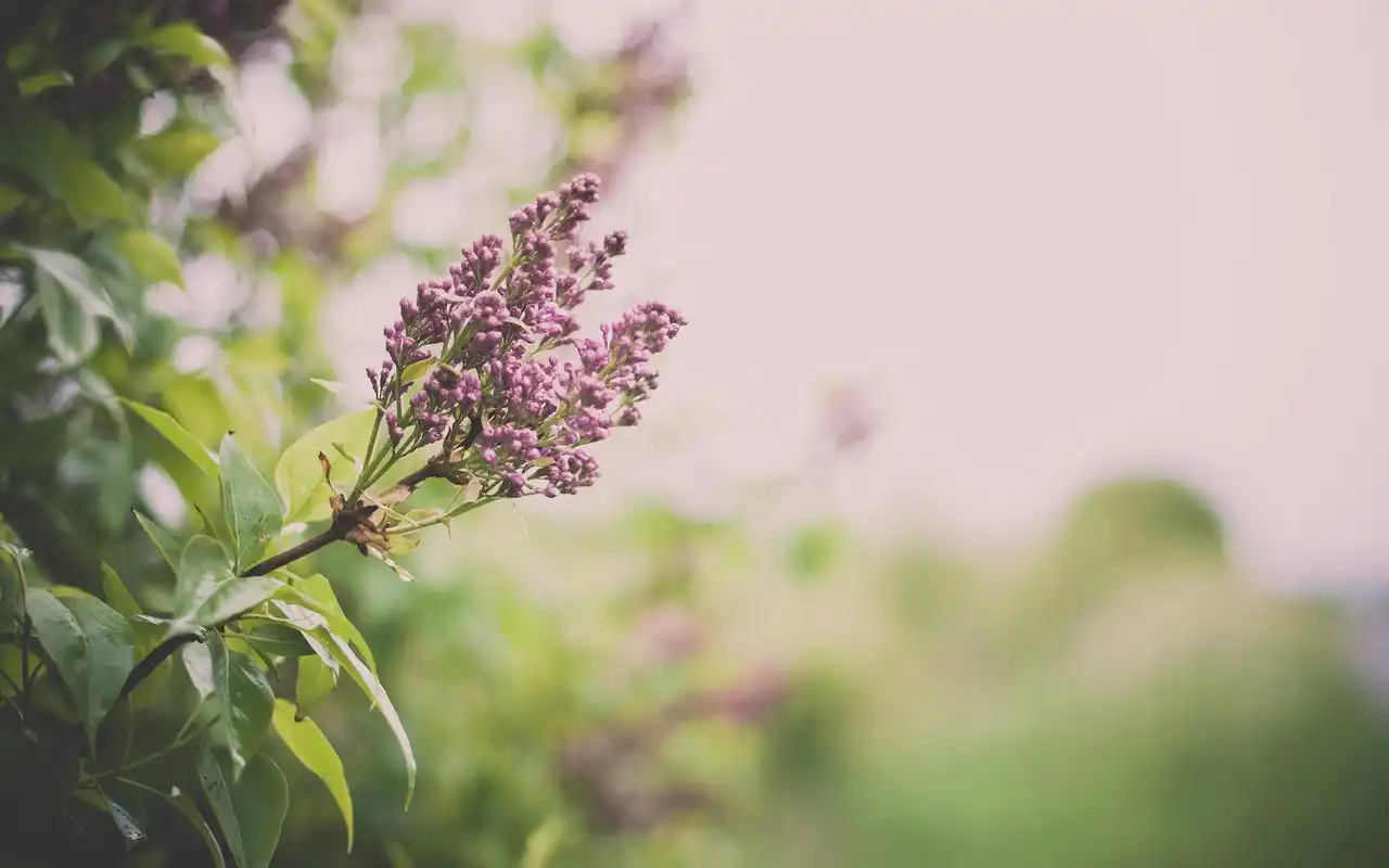 花朵,小花,唯美,意境,安静,护眼,植物,静守时光,以待流年花朵壁纸图片