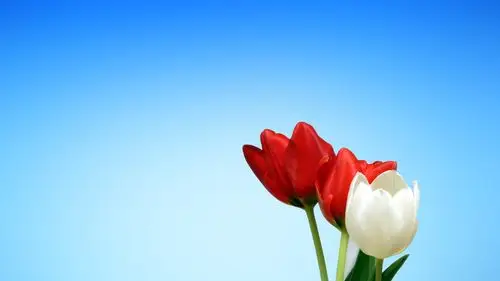 鲜花,浪漫壁纸,鲜花,花朵,浪漫,美丽,电脑壁纸,壁纸新的一年繁花似锦