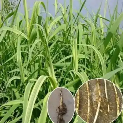 基源:芦根为禾本科植物芦苇的新鲜或干燥根茎.