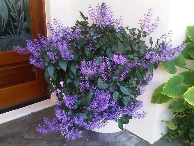 一年有三季在开花的特丽莎香茶菜,两广地区能养,盆栽好打理