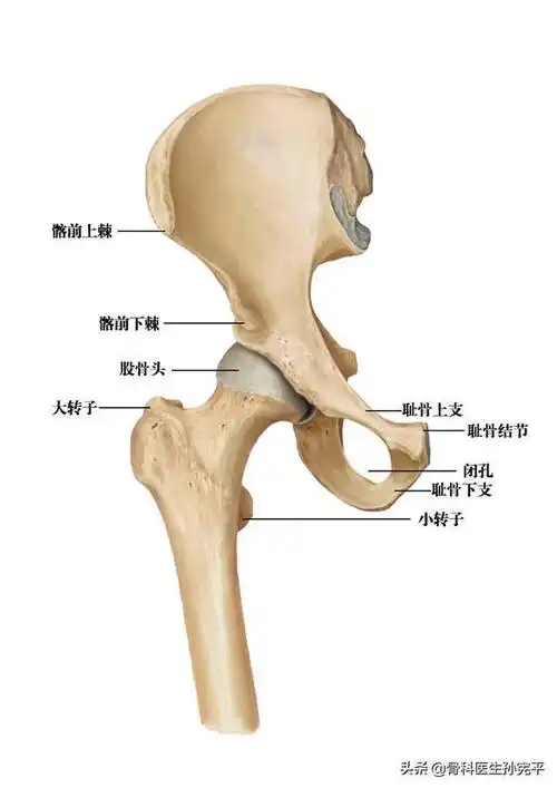 髋关节影像学—x线片阅片知识点,值得收藏