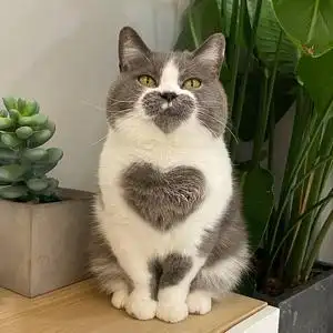 曼基康猫幼猫-淘宝拼多多热销曼基康猫幼猫货源拿货 - 阿里巴巴货源