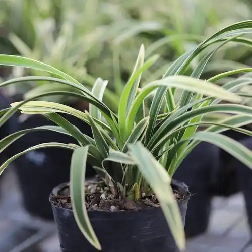 叶艺香味金边大国冠四季兰花种苗室内花卉植物小盆栽福建花卉组培