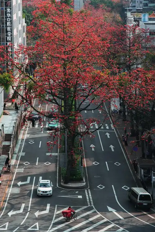 何小胖·lofoto 木棉花是广州的市花 又因花朵鲜艳树杆高大花也不会在