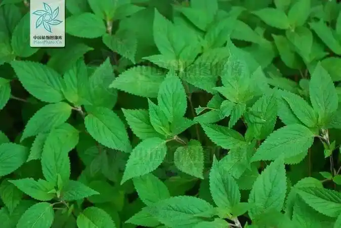 每天一味中草药:香薷,治疗伏天感冒的草药