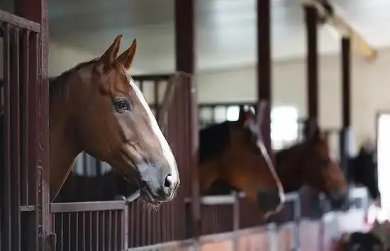 为什么你不应该把马关进马房