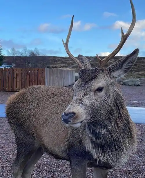 苏格兰高地的04马鹿写真集04