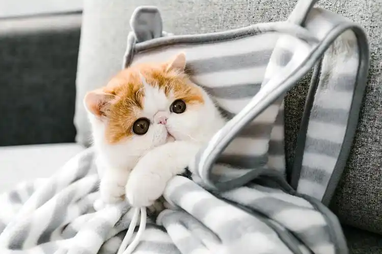 一只叫饼饼的小可爱