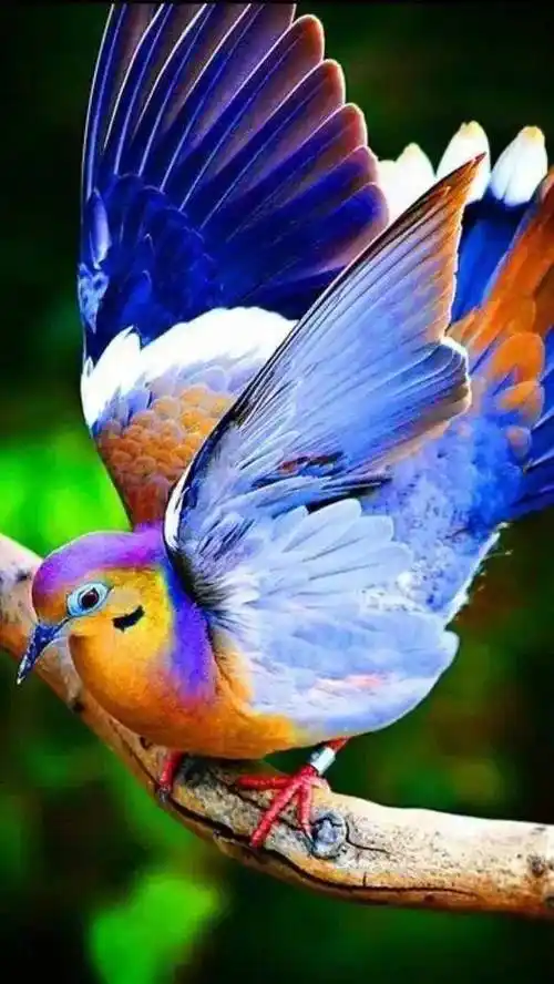 大自然中的"彩色精灵",美丽的"七彩鸟"分享_鸟类_文鸟_颜色