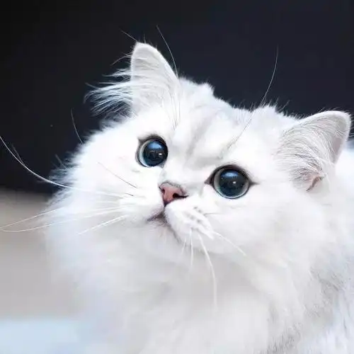 猫咪头像 | 30天不重样,每一只都可爱到爆炸!|卡通|神仙_网易订阅