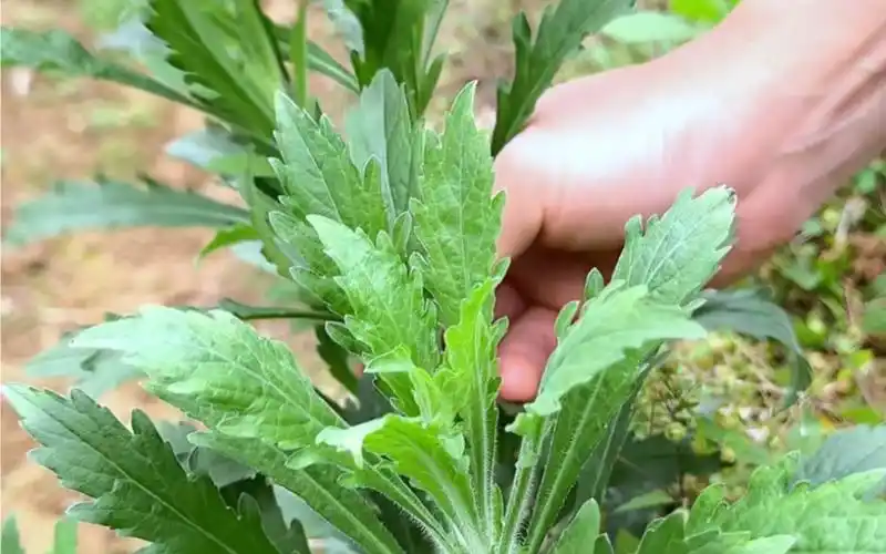 菜地里的飞蓬草,有经验的老人常采收它晒干