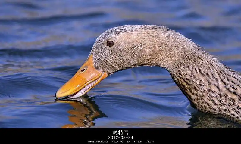 我的摄影《鸭子头特写》————东方财富网博客