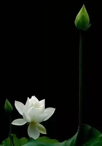 9 你亭亭玉立, 你娟娟清秀, 你淡雅而典, 你纯洁祥安, 你素丽芬芳如