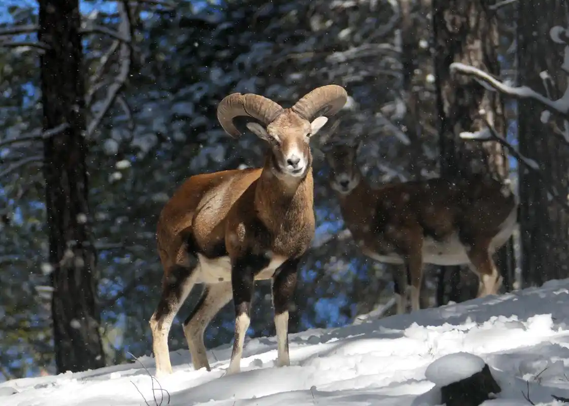 塞浦路斯的盘羊