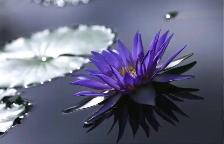 尘缘如故,一颗禅意的释然,走过岁月的沉淀,将过往的时光折叠成一朵