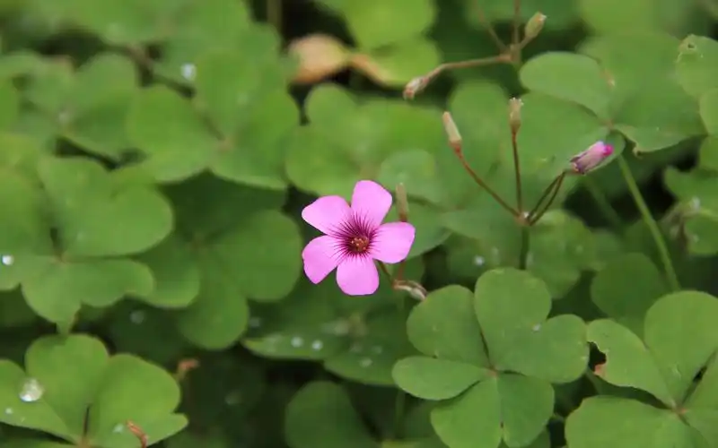 绿色系护眼高清壁纸