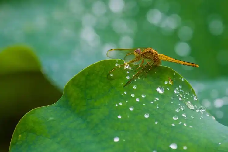 荷叶蜻蜓