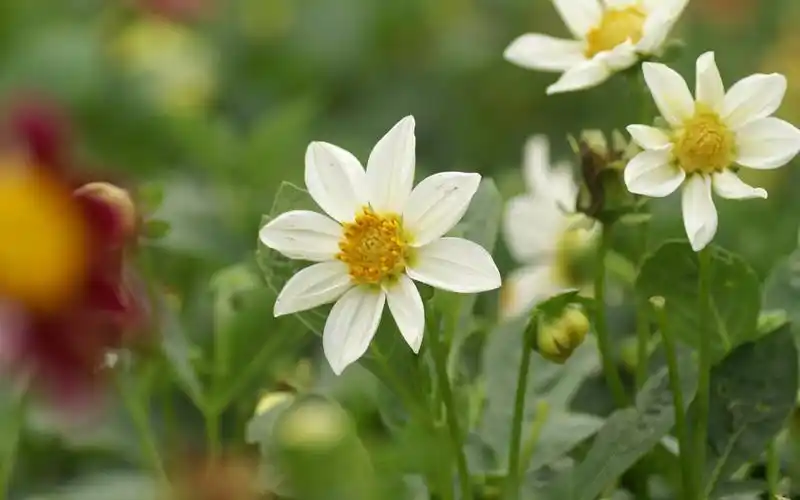 清新素雅白色花卉微距摄影图片高清壁纸