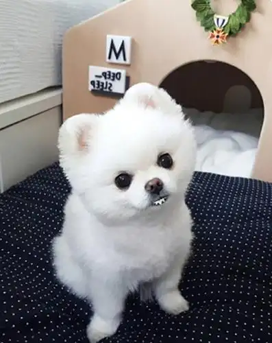 不同萌翻天的小奶狗当看到二哈有点想揍它的冲动