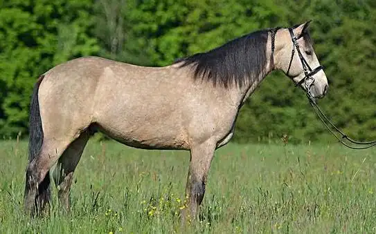 马不知脸长长脸与马脸的区别图片
