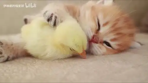 凹凸世界官图 - 堆糖,美图壁纸兴趣社区