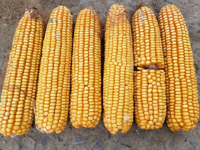 《巨无霸》玉米新品种秋乐368夏播震撼来袭