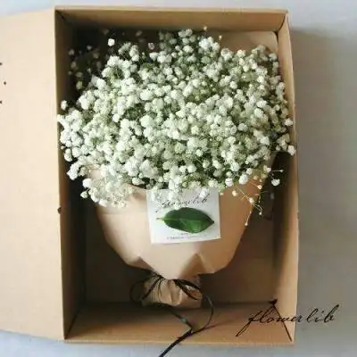 满天星头像高清图片 唯美满天星微信头像花束图片