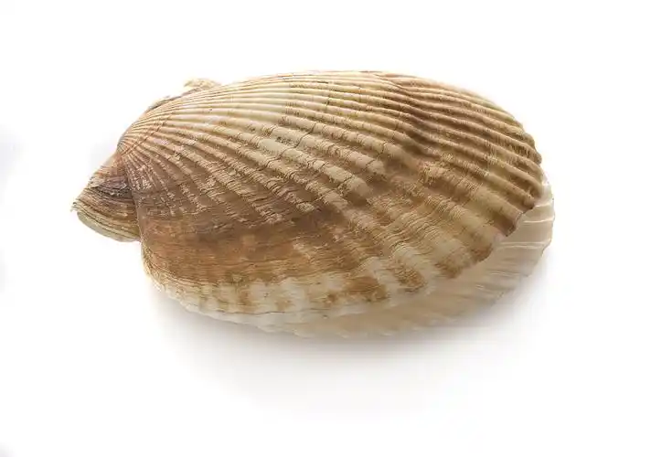 贝类图片_贝类图片大全_全景图片