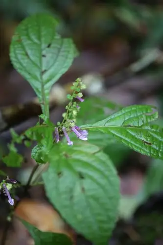 庆元植物1340-唇形科-香茶菜属-长管香茶菜