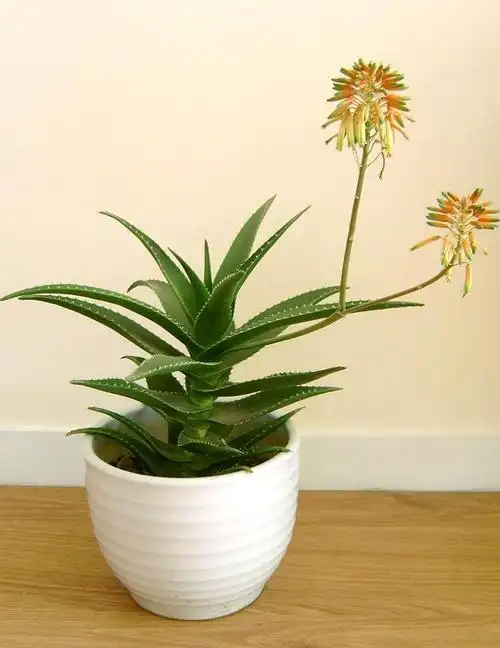 芦荟盆栽会开花吗?_手机搜狐网