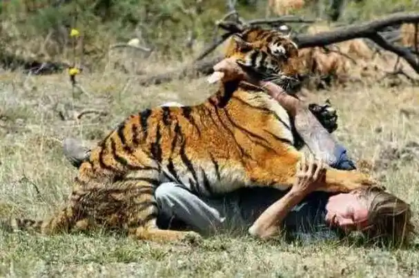 老虎吃人会上瘾?这只食人虎吃了436人!