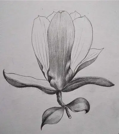 标签关键词:玉兰花素描画