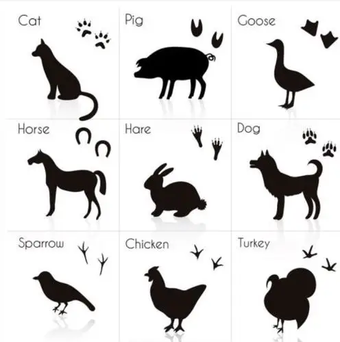 由小动物的脚印,延伸至我们小朋友自己的脚印